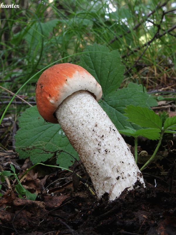 kozák osikový Leccinum albostipitatum den Bakker & Noordel.