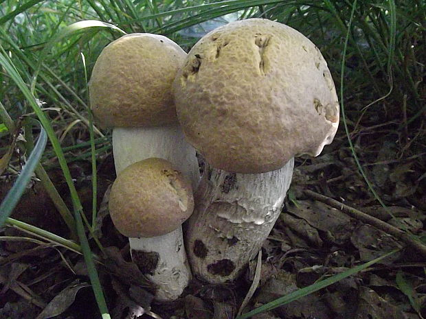 kozák topoľový f.robustná Leccinum duriusculum f. robustum  Lannoy & Estadès