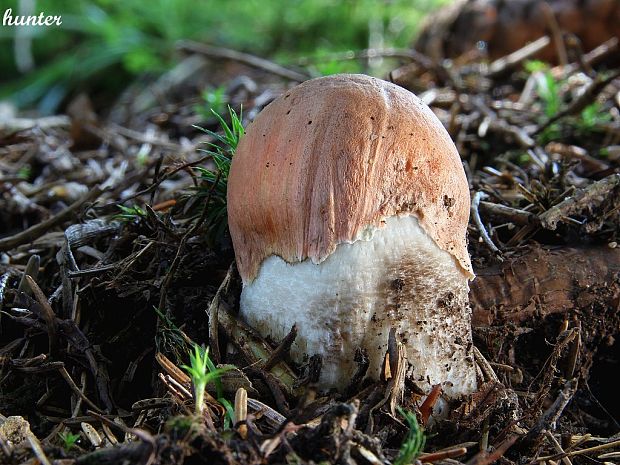 kozák smrekový Leccinum piceinum Pilát & Dermek