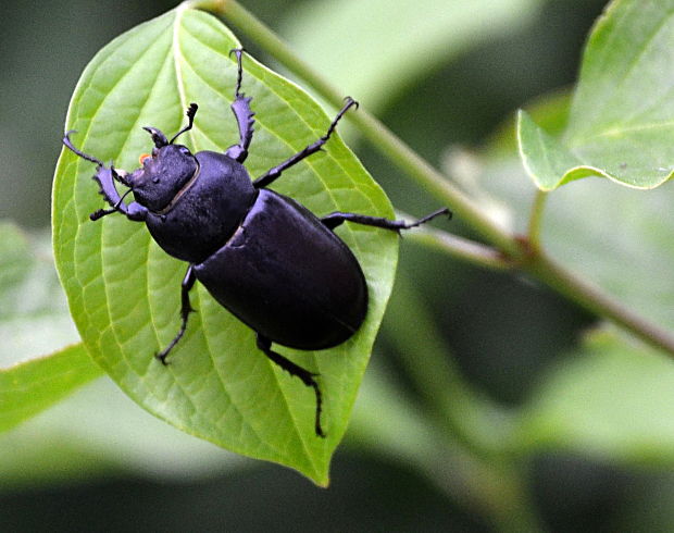 roháč obyčajný Lucanus cervus