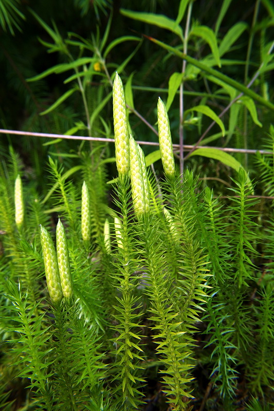 plavúň pučivý Lycopodium annotinum L.