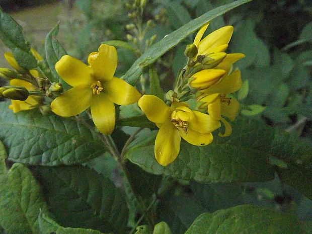 čerkáč obyčajný Lysimachia vulgaris L.
