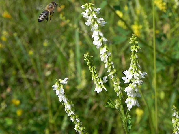 komonica biela Melilotus albus Medik.