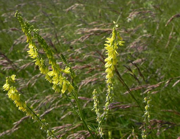 komonica lekárska Melilotus officinalis (L.) Pall.