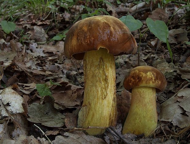 hríb zrnitohlúbikový odfarbený Neoboletus xanthopus (Quél.) Krieglst.