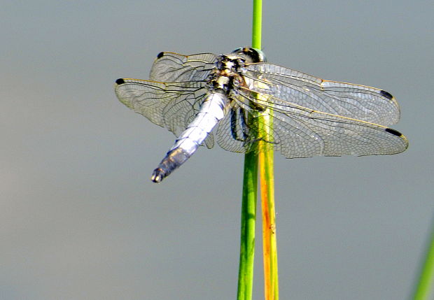 vážka  Orthetrum albistylum