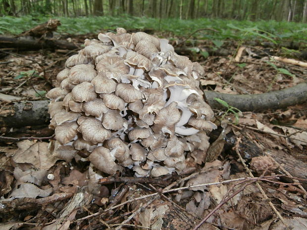 trúdnik klobúčkatý Polyporus umbellatus (Pers.) Fr.