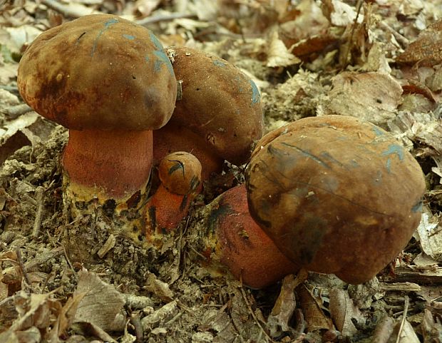 hríb zrnitohlúbikový Sutorius luridiformis (Rostk.) G. Wu & Zhu L. Yang