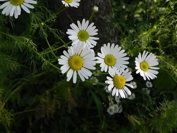 parumanček nevoňavý Tripleurospermum perforatum (Mérat) M. Lainz