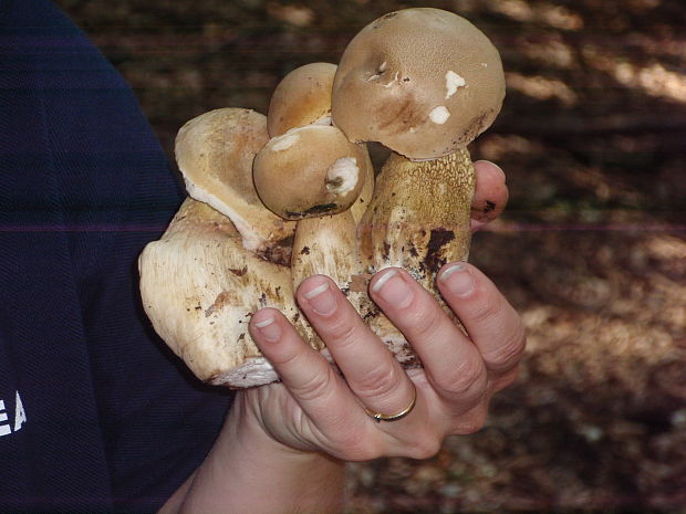 podhríb žlčový Tylopilus felleus (Bull.) P. Karst.