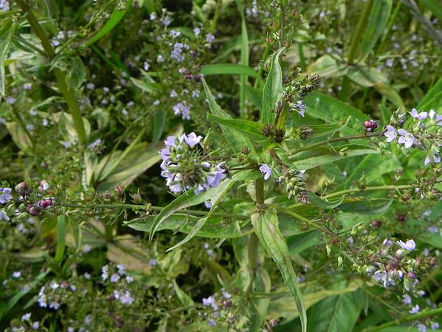 veronika drchničkovitá Veronica anagallis-aquatica  L.