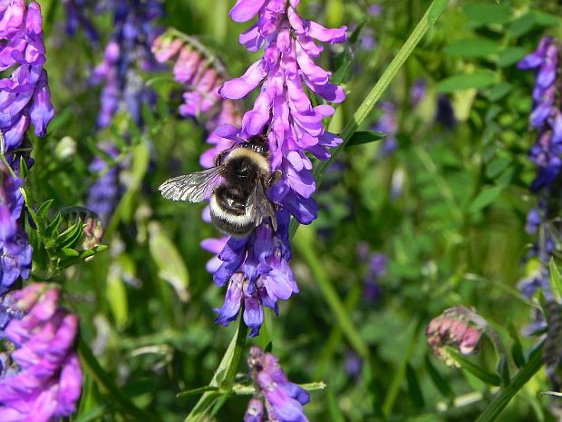 vika tenkolistá Vicia tenuifolia Roth