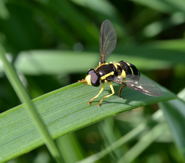 pestrica ♂ Xanthogramma pedissequum Harris, 1776