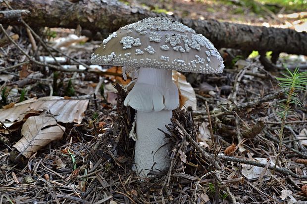 muchotrávka  Amanita argentea Huijsman