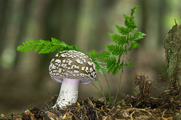 muchotrávka hrubá Amanita excelsa (Fr.) Bertill.