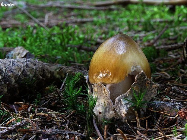 muchotrávka plavohnedá Amanita fulva Fr.