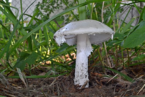 muchotrávka šiškovitá Amanita strobiliformis Gonn. & Rabenh.