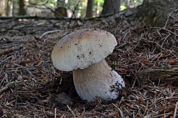 hríb smrekový Boletus edulis Bull.