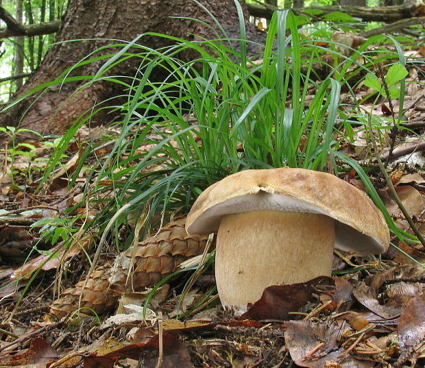 hríb dubový Boletus reticulatus Schaeff.