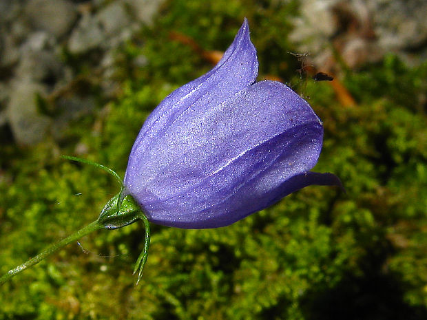 zvonček maličký Campanula cochleariifolia Lam.