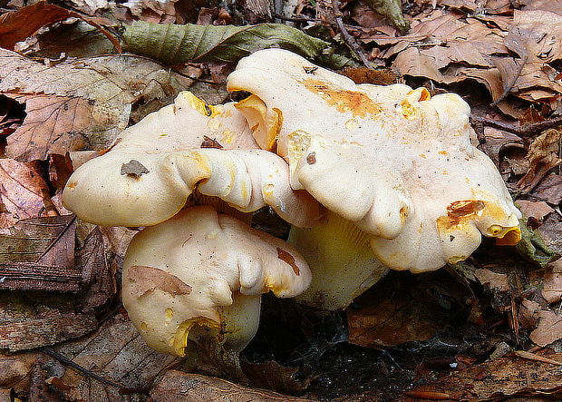 kuriatko jedlé Cantharellus cibarius Fr.