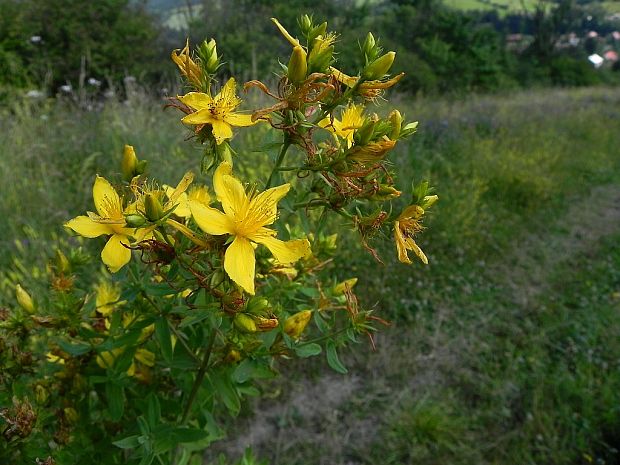 ľubovník škvrnitý HYPERICUM MACULATUM Crantz