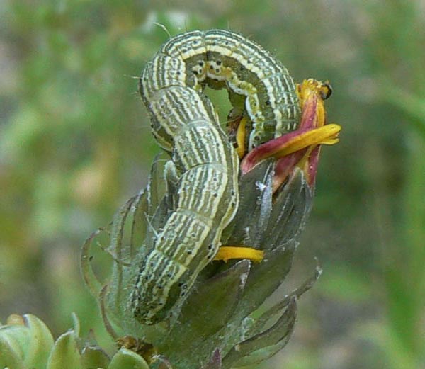 húsenica Heliothis cf. adaucta