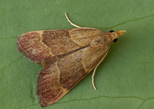 vijačka červenohnedá Herculia rubidalis