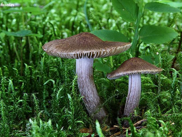 vláknica Inocybe sp.