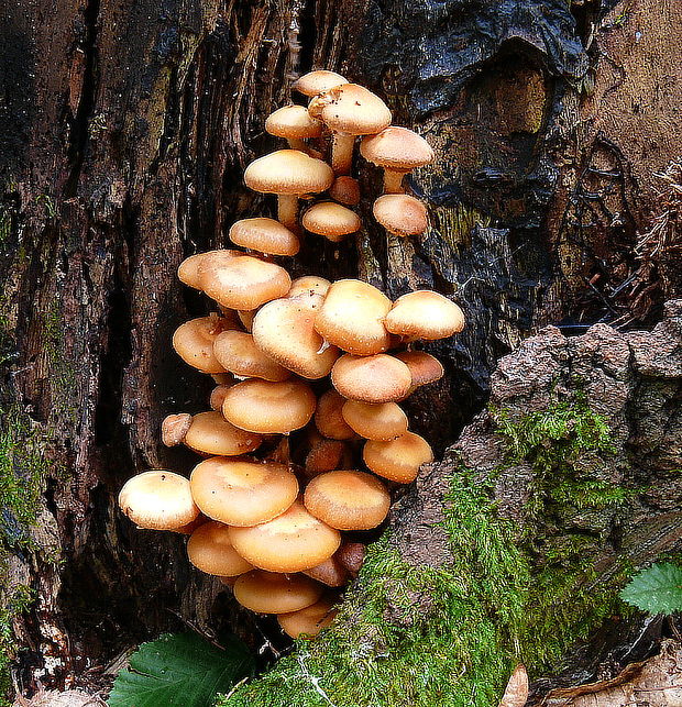 šupinačka menlivá Kuehneromyces mutabilis (Schaeff.) Singer & A.H. Sm.