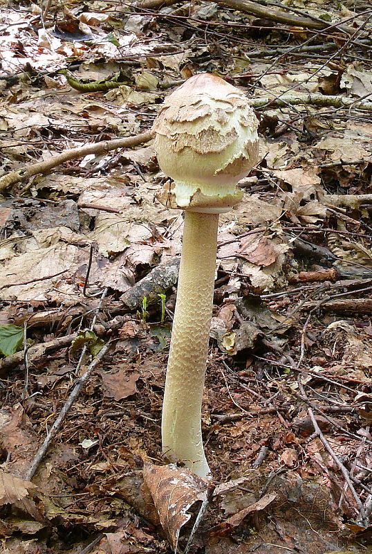 bedľa vysoká Macrolepiota procera (Scop.) Singer