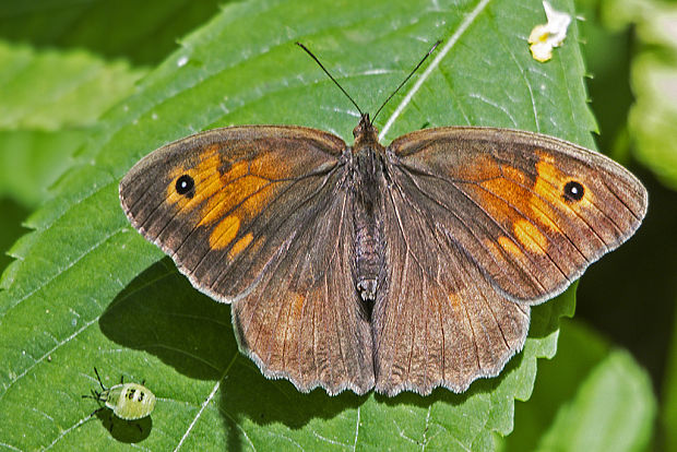 očkáň lúčny Maniola jurtina (Linnaeus, 1758)