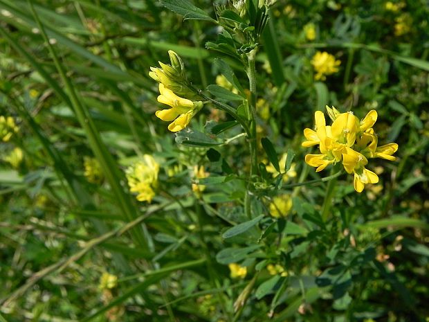 lucerna kosákovitá Medicago falcata L.