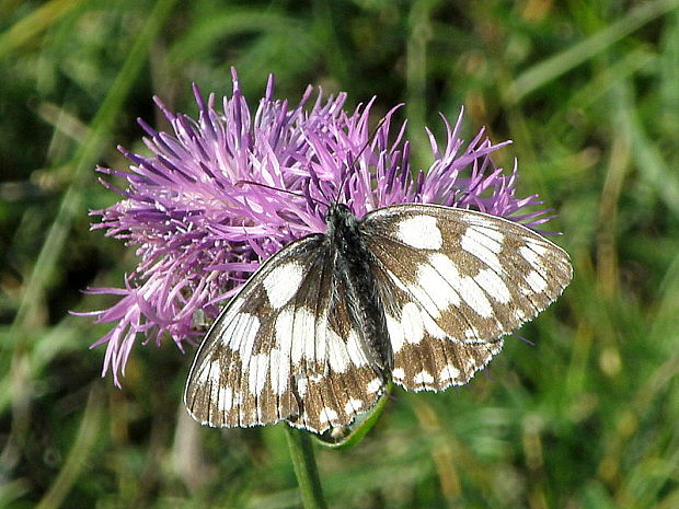 očkáň timotejkový  Melanargia galathea  Linnaeus, 1758