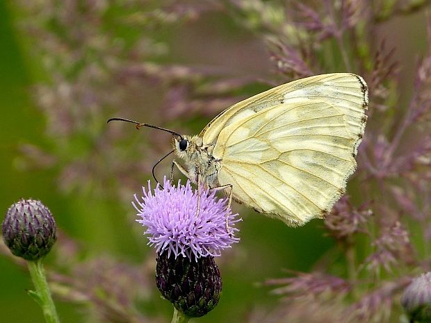 očkáň timotejkový Melanargia galathea  Linnaeus, 1758