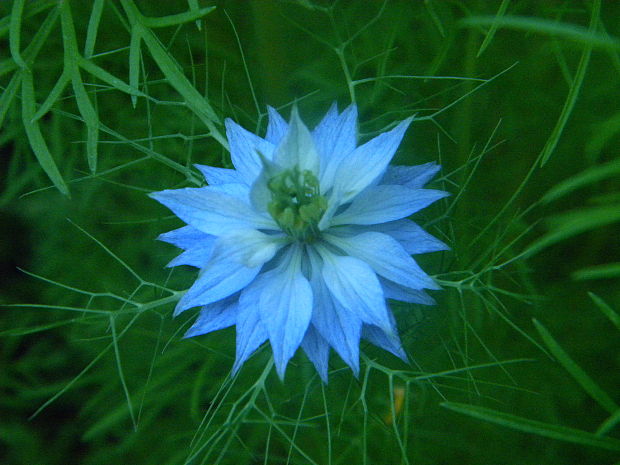 černuška damascénska Nigella damascena L.