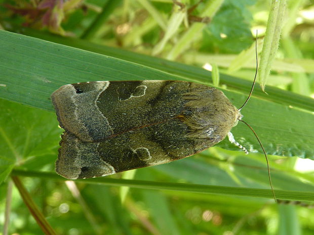 mora zemiaková Noctua fimbriata