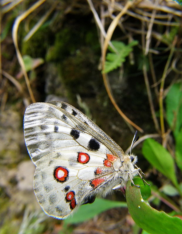 jasoň červenooký Parnassius apollo