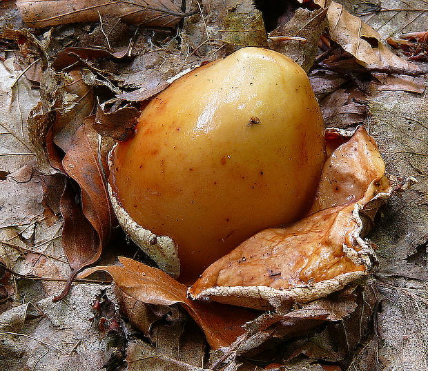 hadovka smradľavá Phallus impudicus L.