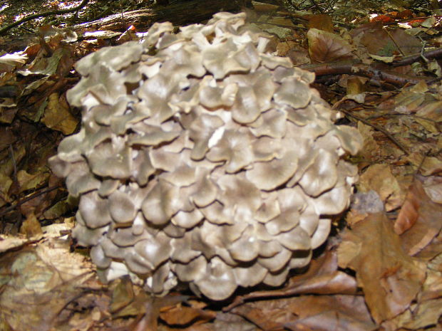 trúdnik klobúčkatý Polyporus umbellatus (Pers.) Fr.