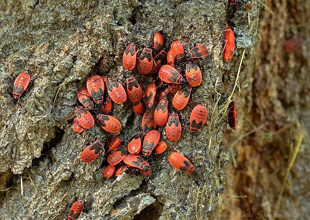 cifruša bezkrídlá Pyrrhocoris apterus