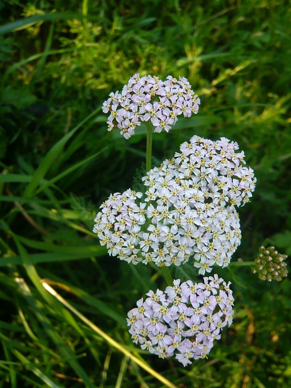 rebríček Achillea sp.