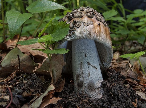 muchotrávka chrastavá Amanita ceciliae (Berk. & Broome) Bas