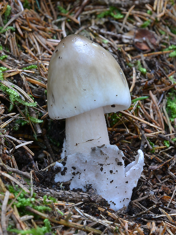 muchotrávka pošvatá Amanita vaginata (Bull.) Lam.