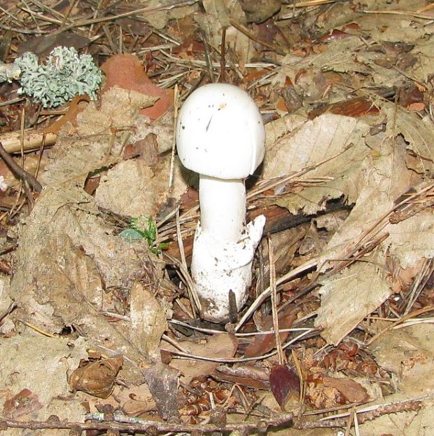 muchotrávka biela Amanita verna (Bull.) Pers. ex Vittad.