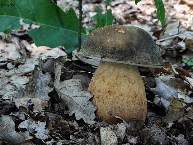 hríb bronzový Boletus aereus Bull. ex Fr.