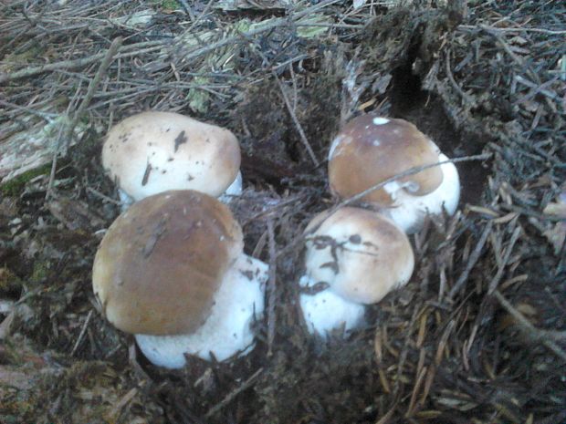 hríb smrekový Boletus edulis Bull.