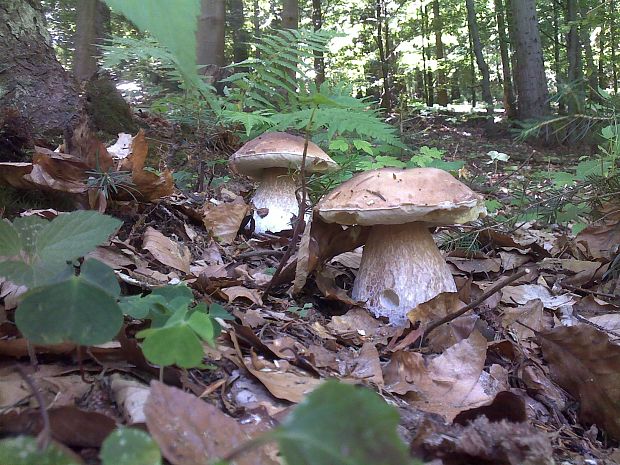 hríb smrekový Boletus edulis Bull.