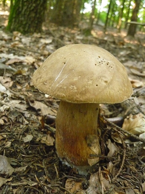 hríb dubový Boletus reticulatus Schaeff.