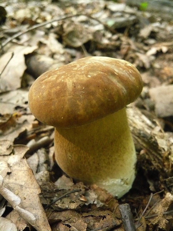 hríb dubový Boletus reticulatus Schaeff.